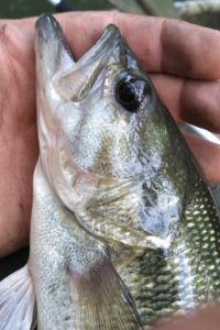 Fishing on the Patoka River NWR - Spencer County Online