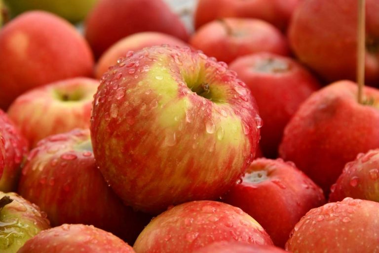 Photo Gallery: Apple Crunch Day