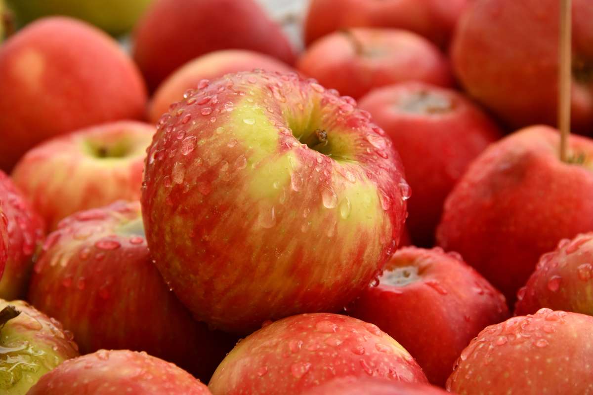 Photo Gallery Apple Crunch Day Spencer County Online