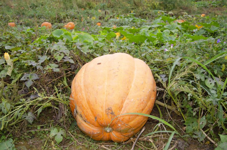 Photo Gallery: Fall Fun at the Lakeview Orchard