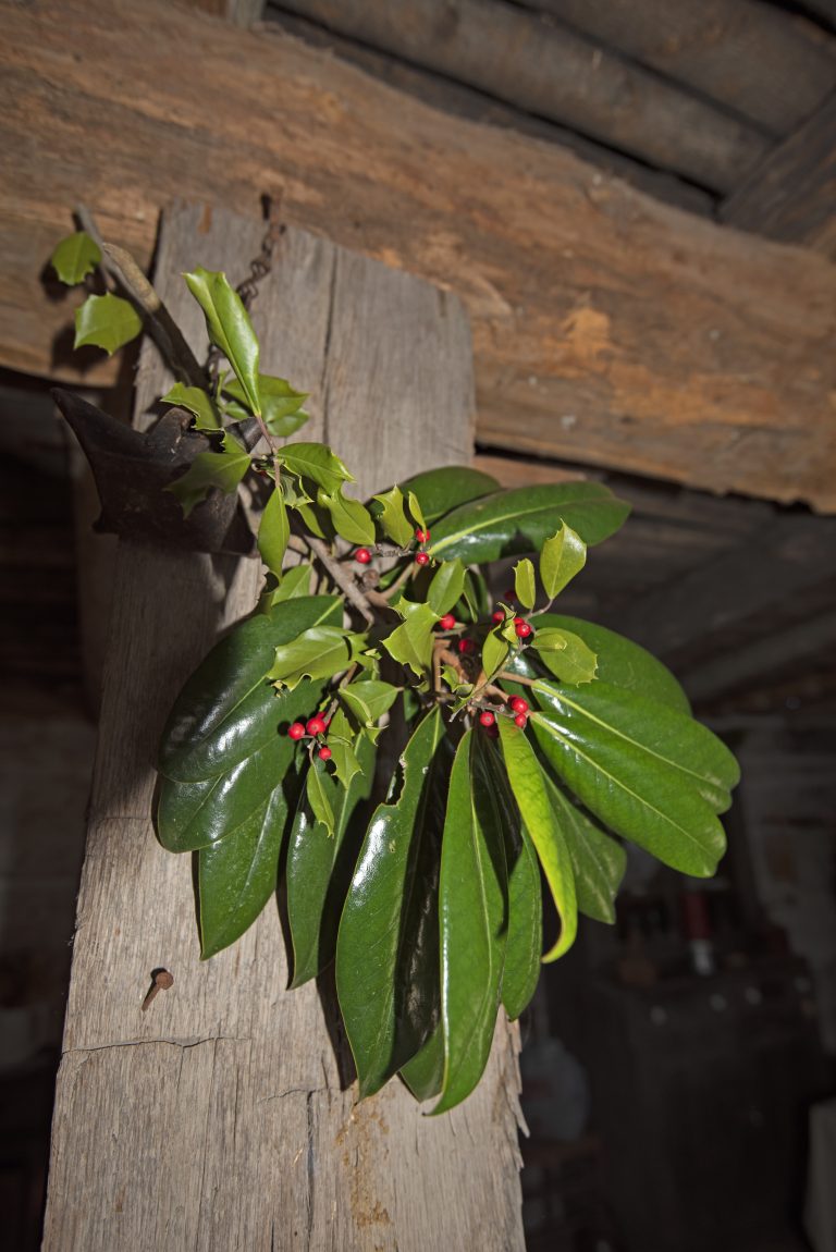 Photo Gallery: A Treemendous Christmas in Lincoln Pioneer Village