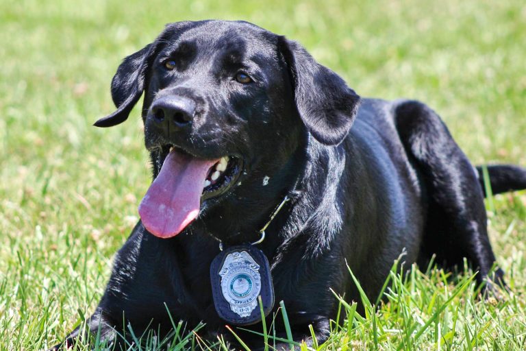 Conservation Officer K-9 Derby set to retire
