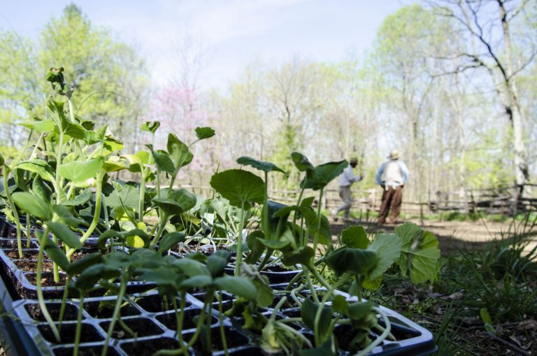 Living Historical Farm comes to life at Lincoln Memorial