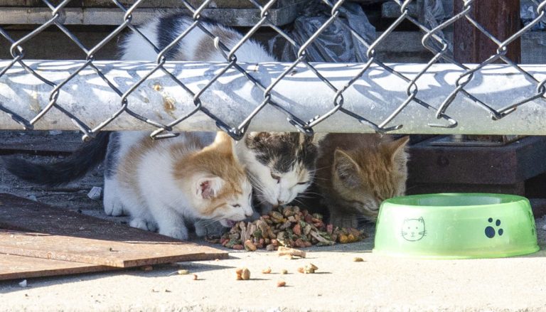 Volunteers bring care to where the wild things are